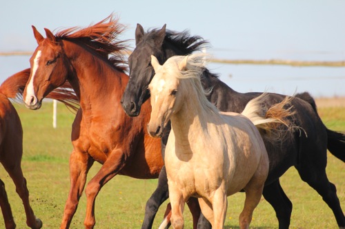 Pferde im Galopp